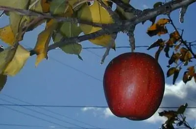 О яблонях Харальсона