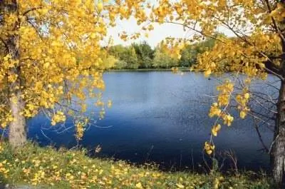 Как удалить топольное дерево