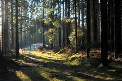 Как сделать лесной террариум