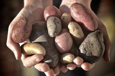 Как вырастить мальковый картофель в контейнере