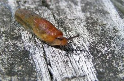 Как избавить почтовый ящик от слизней