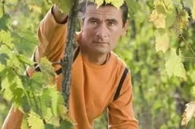 Как выращивать виноградную лозу в Новой Англии