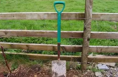 Как пересадить горный лавр