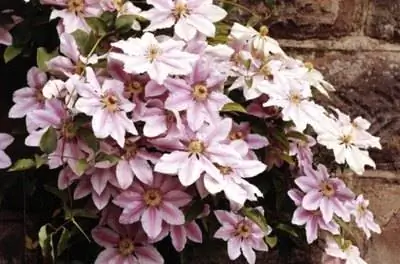 Как вырастить клематисы в Техасе