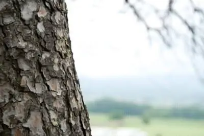 Что это за липкая слизь на вечнозеленом дереве?
