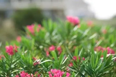 Скорость роста растений олеандра