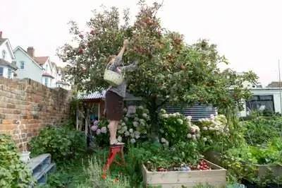 Маленькие деревья, вырастающие не выше 14 футов