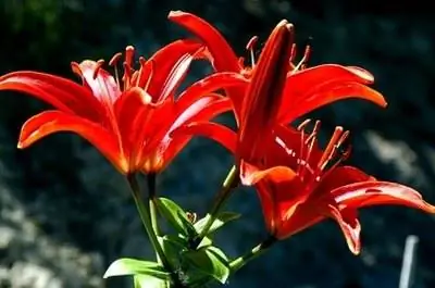 Как часто следует поливать цветок азиатской лилии?