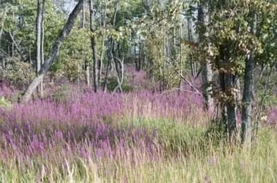 Многолетние растения с мелкой корневой системой