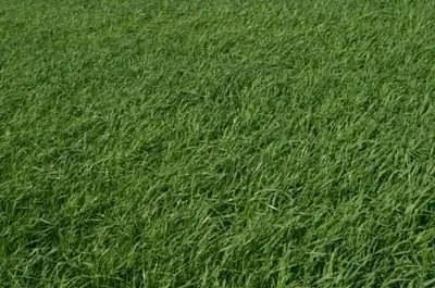 Как ухаживать за марафонской травой