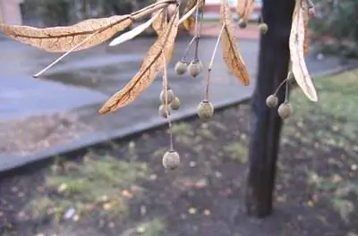 Неинвазивные тенистые деревья