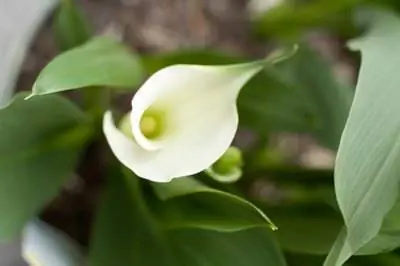 Как ухаживать за арумовой лилией