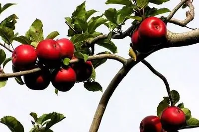 Систематика яблонь