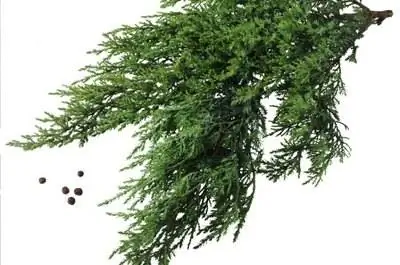 Кедр & Ягоды можжевельника одинаковые?