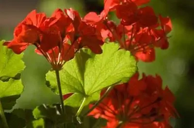 Герань & Эпсомская соль