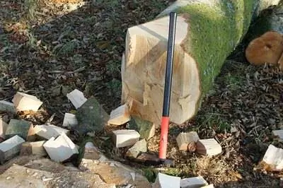 Что делать после удаления пня