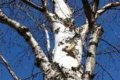 Когда обрезать березы?
