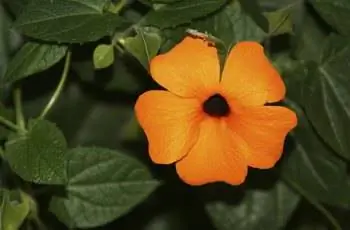 Цветок под названием Acanthaceae Цветок под названием Acanthaceae