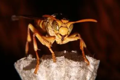 Натуральный репеллент от шершней