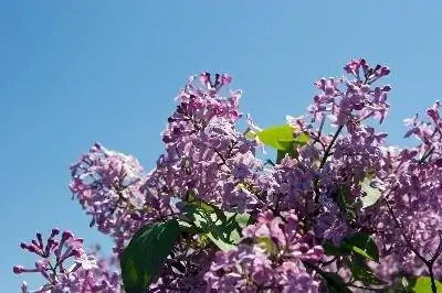 Что вы используете, чтобы уничтожить корни сиреневого куста?