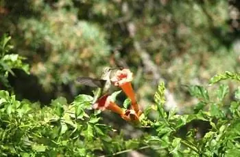 Белоухий колибри на трубной лозе в Мичигане, сентябрь.