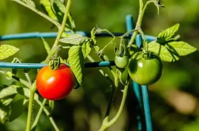 Что вызывает появление белых волнистых линий на листьях томата?