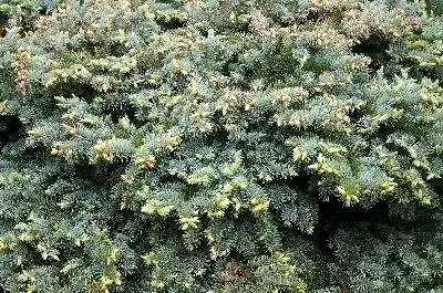 Лучшие вечнозеленые изгороди для Техаса