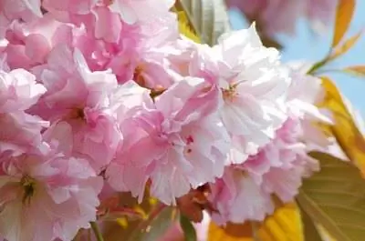 Когда обрезать миндальные деревья