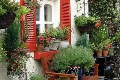 Impatiens & Паутинный клещ