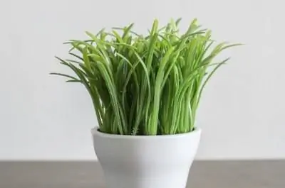 Указания по использованию наборов для выращивания травы Buzzy Seeds