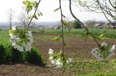 Листья плакучей вишни становятся коричневыми