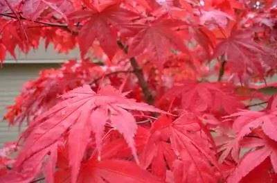 Почему с моего японского клена с кружевными листьями сходит кора?