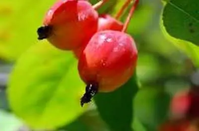 Яблони Громового ребенка