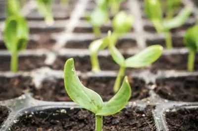 Грелка для проращивания растений своими руками