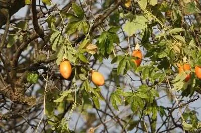 Растет ли маракуйя на деревьях?