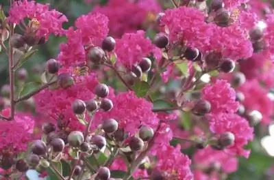 Факты о креповом мирте