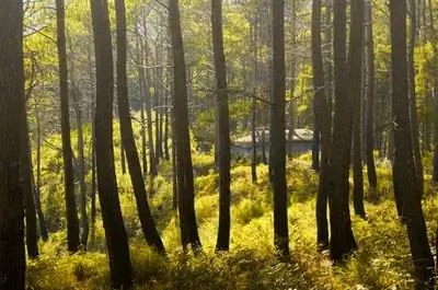 Являются ли деревья возобновляемым ресурсом?