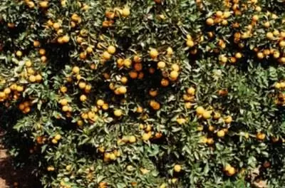Продолжительность жизни цитрусовых деревьев
