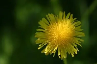 Средство от сорняков для одуванчиков, которое безопасно и не убивает траву