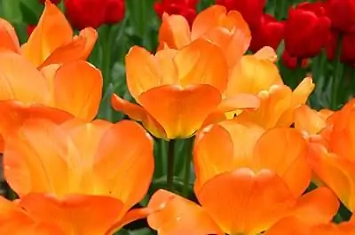 Цветы в Голландии