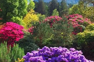 Рододендроны поникающие