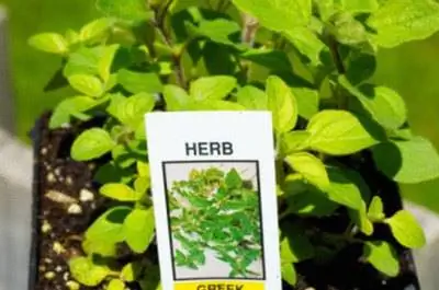 Как обрезать орегано