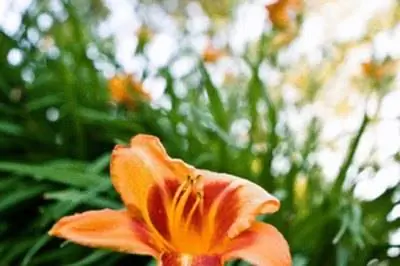 Какой высоты вырастают лилии?