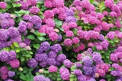 Гортензии & Мороз