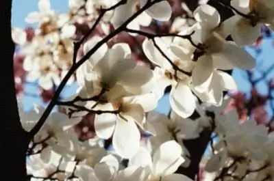 Факты о вишневом дереве Полярной звезды