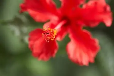 Почему мой гибискус внезапно потерял все листья?