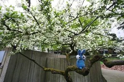 Информация о калифорнийском кизиле