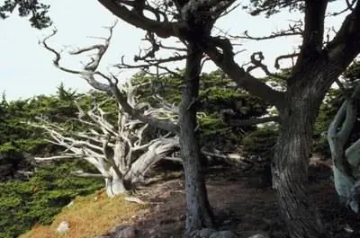 Виды деревьев с искривленными стволами