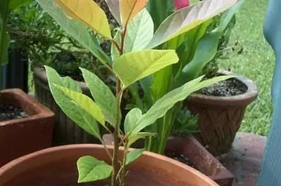 Идентификация дерева авокадо