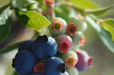 Как определить, что черника созрела